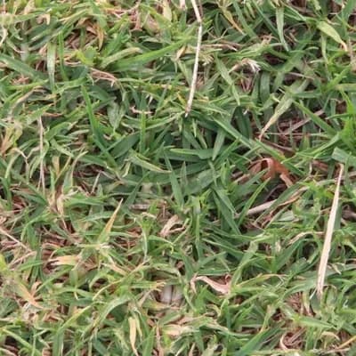 Kikuyu Grass (Cenchrus clandestinus)