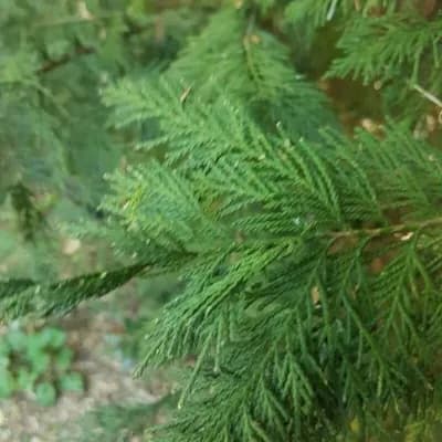 False Cypress (Chamaecyparis)