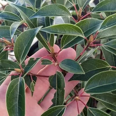 Camphor Tree (Cinnamomum camphora)