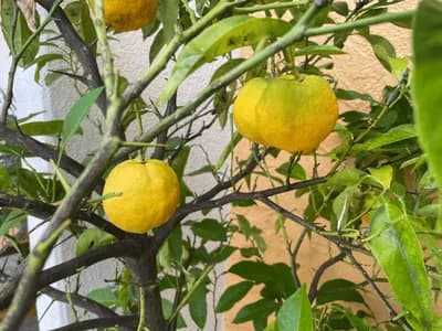 Bitter Orange (Citrus ×aurantium)