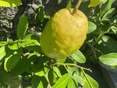 Citron (Citrus medica)