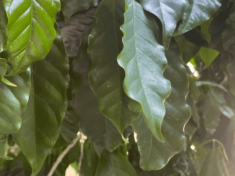 Coffee Plant (Coffea arabica)