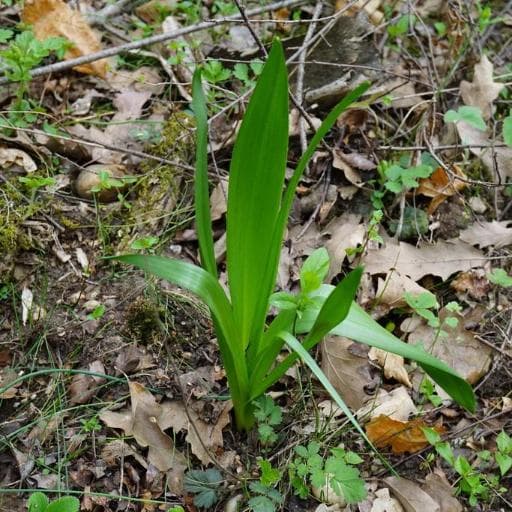 Autumn Crocus (Colchicum autumnale)