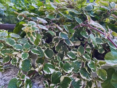 Coleus (Coleus paniculatus)