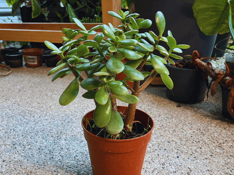 Jade Plant (Crassula ovata)