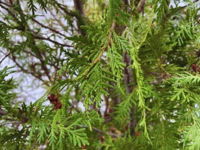 Cypress (Cupressus)