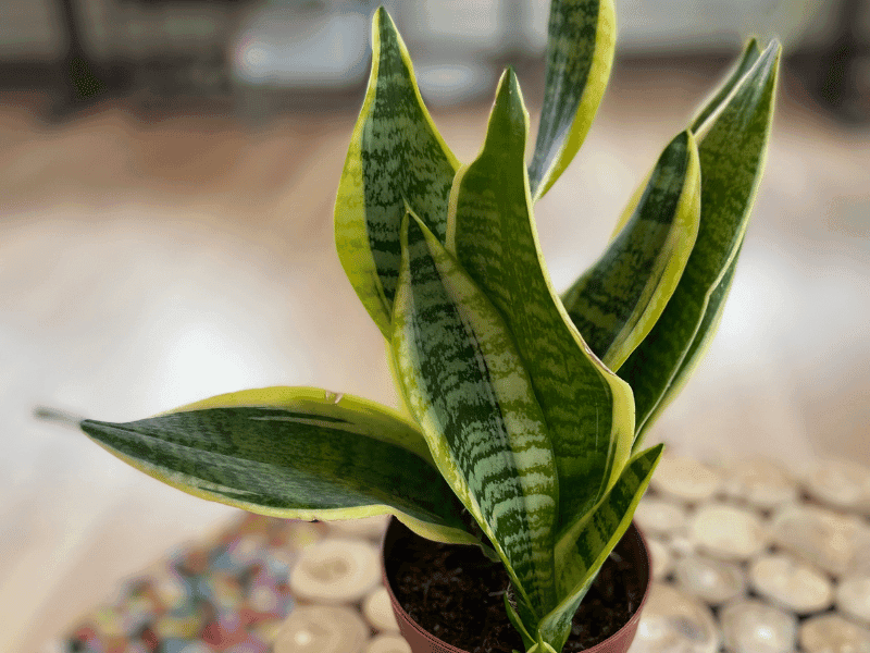 Snake Plant (Dracaena trifasciata)