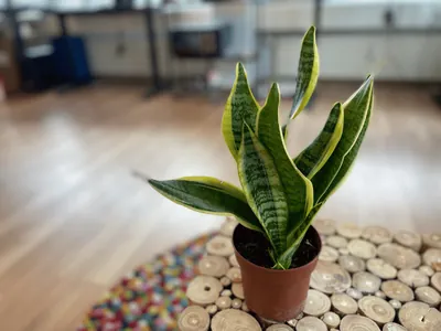Snake Plant (Sansevieria trifasciata)