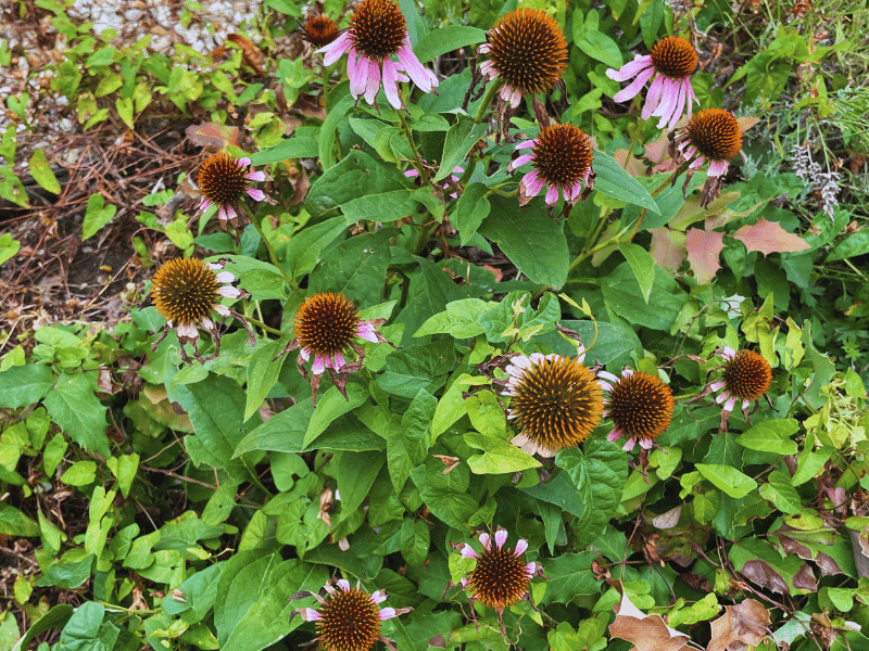 Purple Coneflower (Echinacea purpurea)