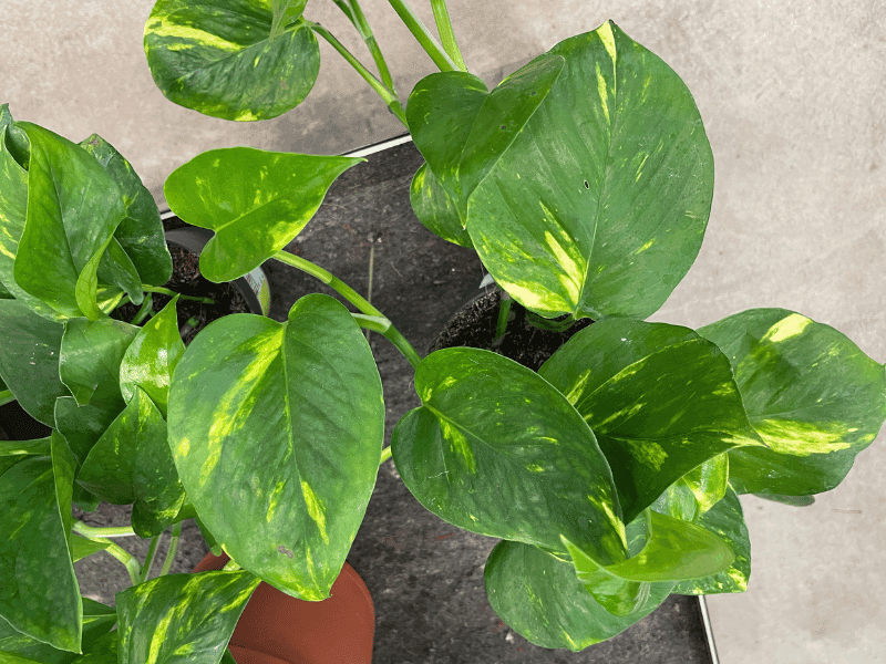 Cebu Blue Pothos (Epipremnum pinnatum)