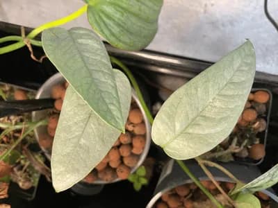 Cebu Blue Pothos (Epipremnum pinnatum 'Cebu Blue')