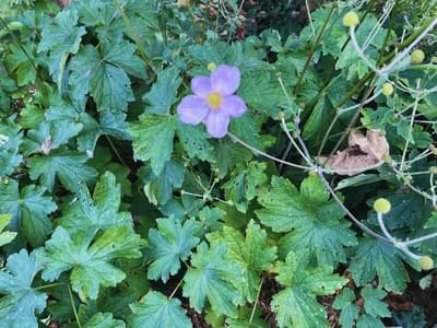 Hupeh anemone (Eriocapitella hupehensis)