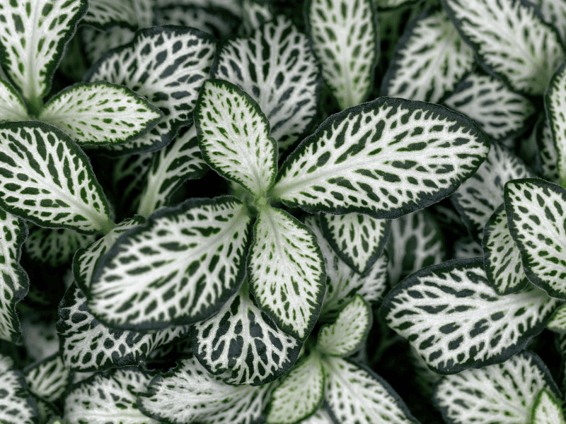 Nerve Plant (Fittonia)