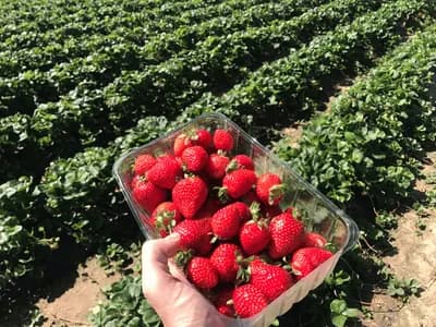 Strawberry (Fragaria ×ananassa)
