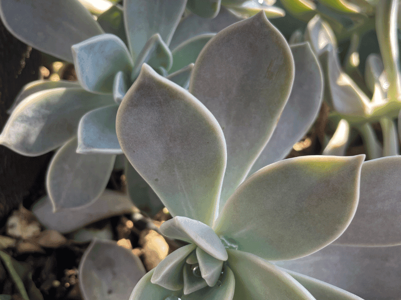Ghost Plant (Graptopetalum paraguayense)