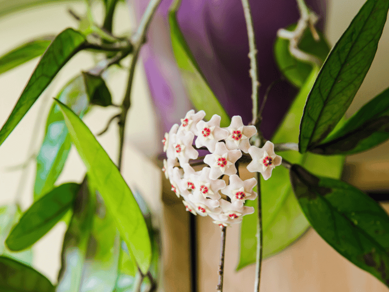 Wax Plant (Hoya carnosa)