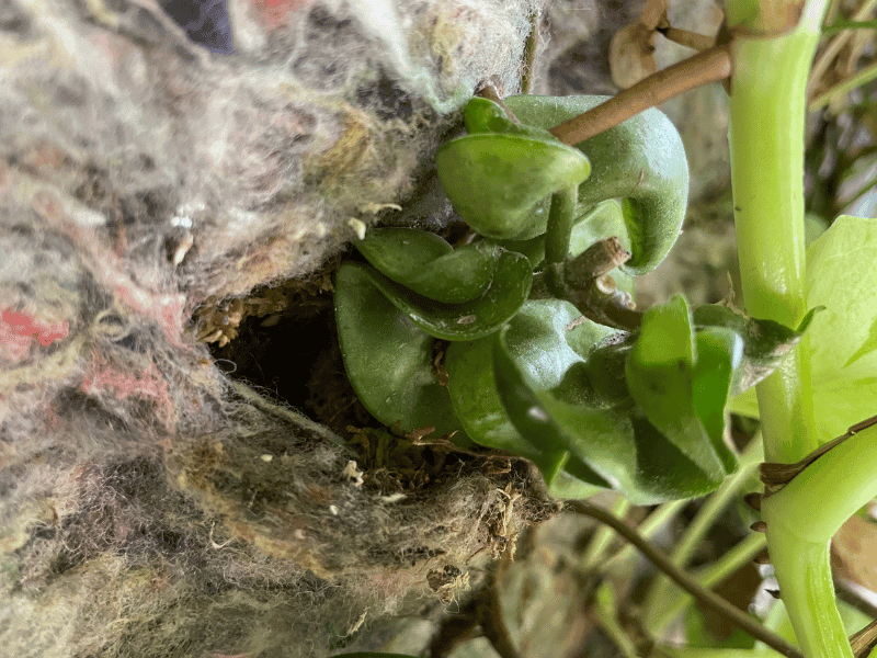 Hindu Rope Plant (Hoya carnosa compacta)
