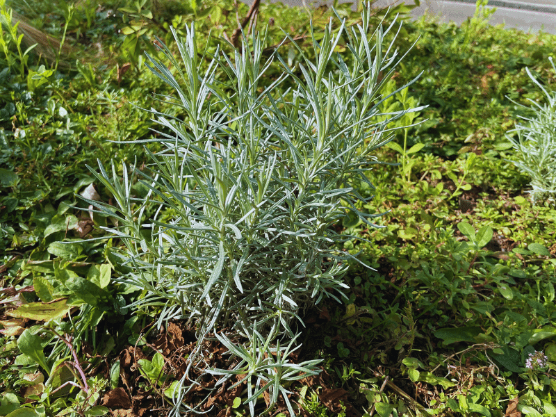 Lavender Plant (Lavandula angustifolia)