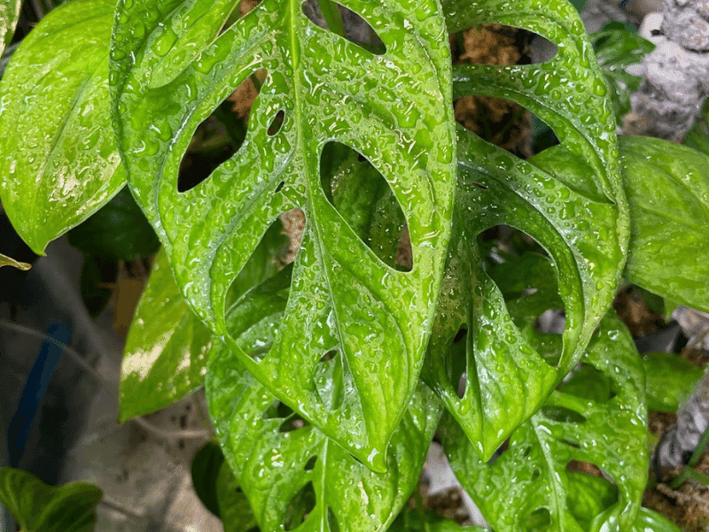 Swiss Cheese Vine (Monstera adansonii)
