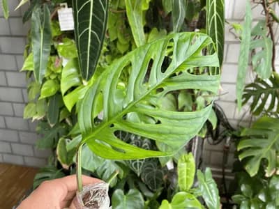 Adanson's monstera (Monstera adansonii var. laniata)