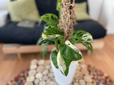 Monstera adansonii variegated (Monstera adansonii variegata)