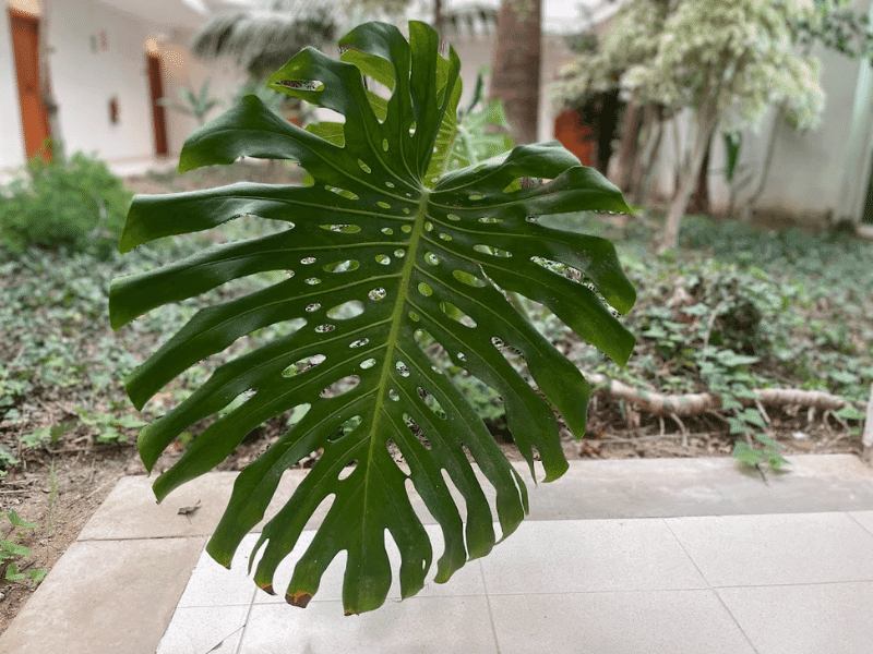 Monstera Deliciosa (Monstera deliciosa)