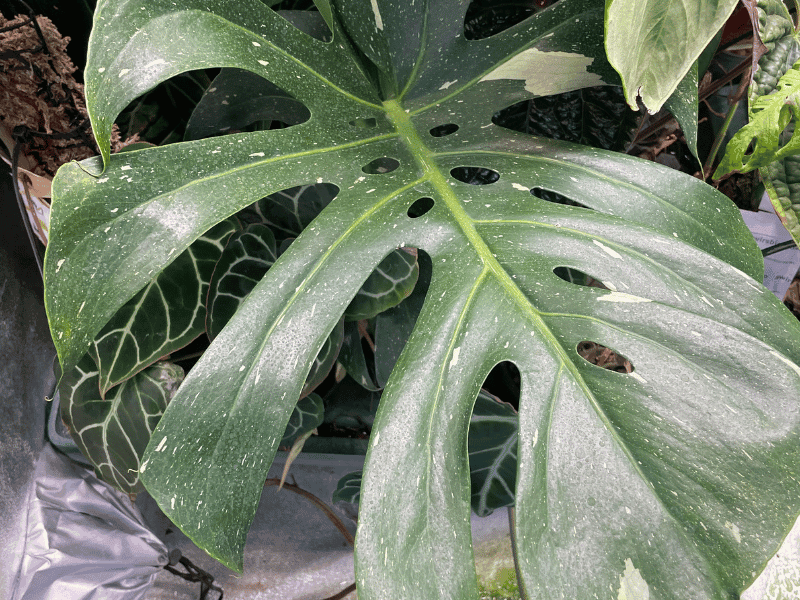 Thai Constellation Monstera (Monstera Thai Constellation)