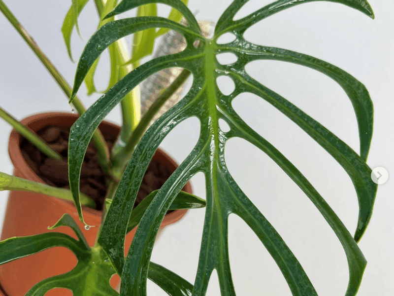 Sierrana Monstera (Monstera deliciosa var. sierrana)