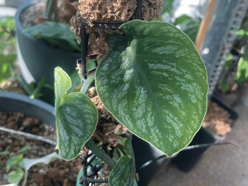 Shingling Monstera (Monstera dubia)