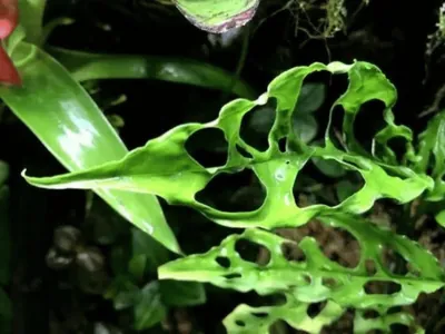 Monstera obliqua Peru (Monstera obliqua Peru)