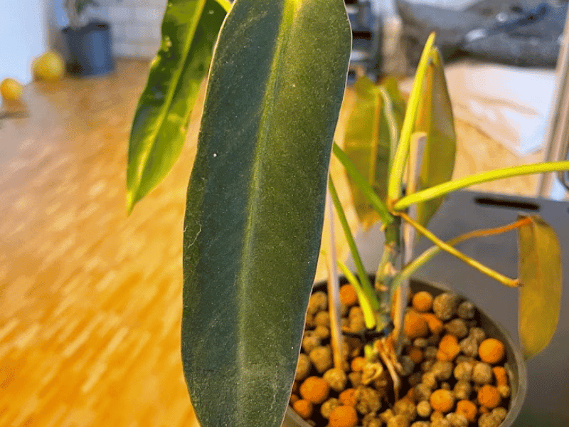 Philodendron Spiritus Sancti (Philodendron spiritus-sancti)