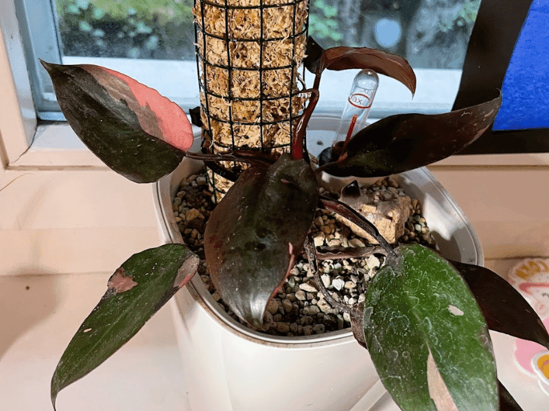 Pink Princess Philodendron (Philodendron erubescens 'Pink Princess')