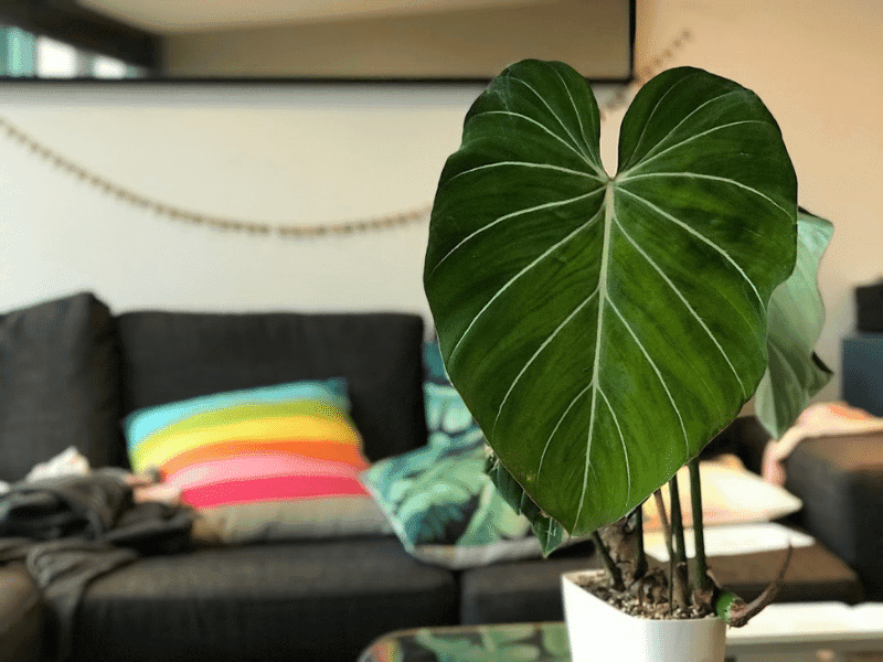 Velvet Philodendron (Philodendron gloriosum)