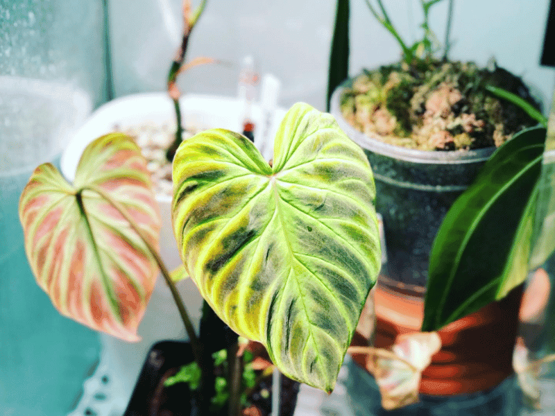 Philodendron Verrucosum (Philodendron verrucosum)