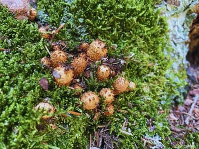 Shaggy Scalycap (Pholiota squarrosa)