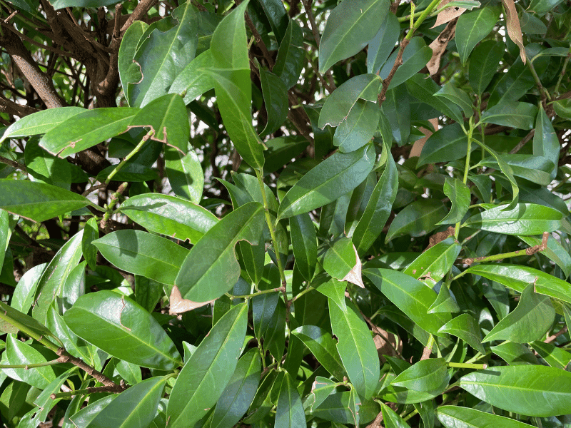 Cherry Laurel (Prunus laurocerasus)
