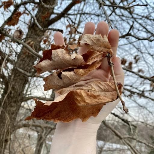 Swamp White Oak (Quercus bicolor)