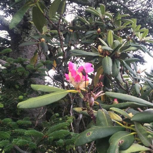 Catawba Rhododendron (Rhododendron catawbiense)