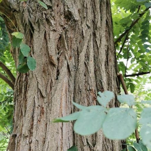 Black Locust (Robinia pseudoacacia)