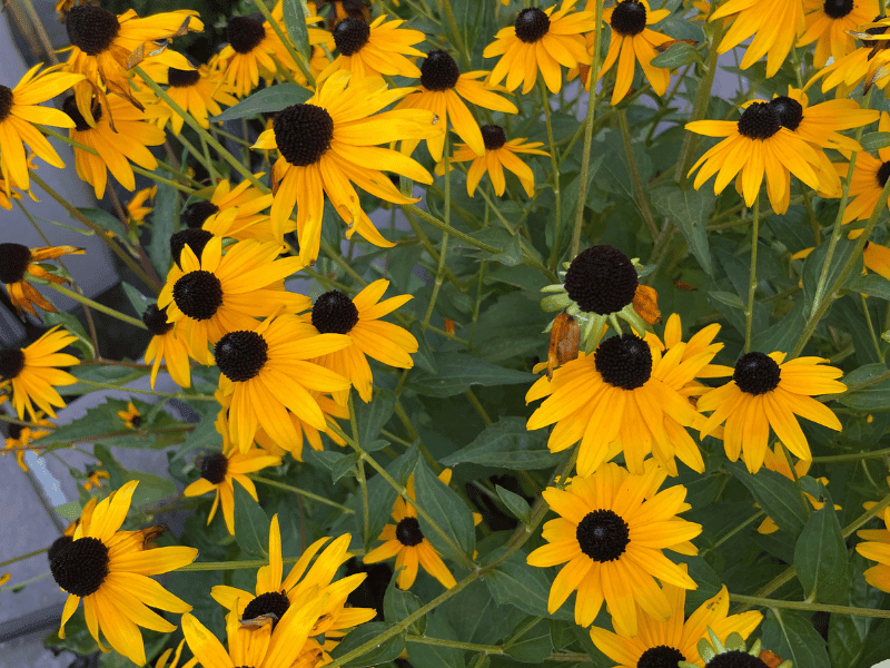 Orange Coneflower (Rudbeckia fulgida)