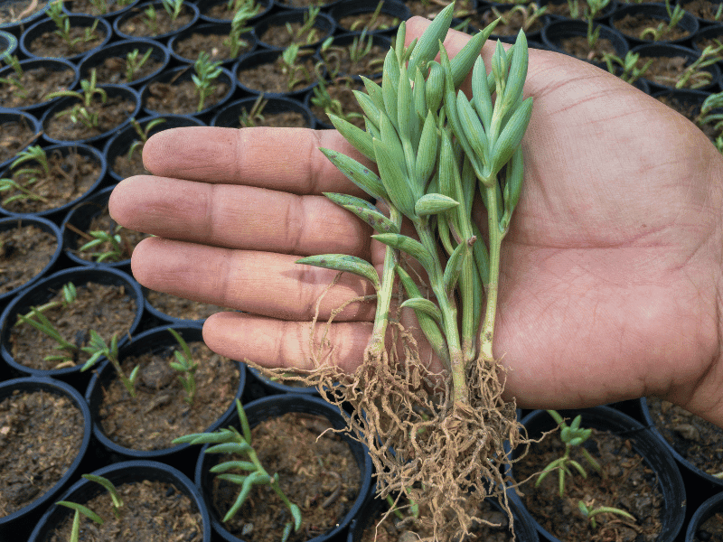 String Of Bananas (Senecio radicans)