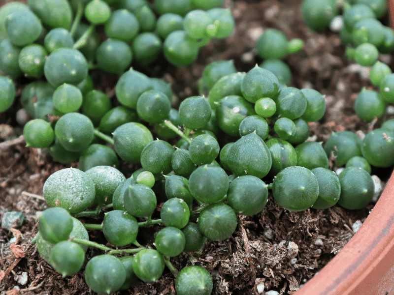 String Of Pearls (Senecio rowleyanus)