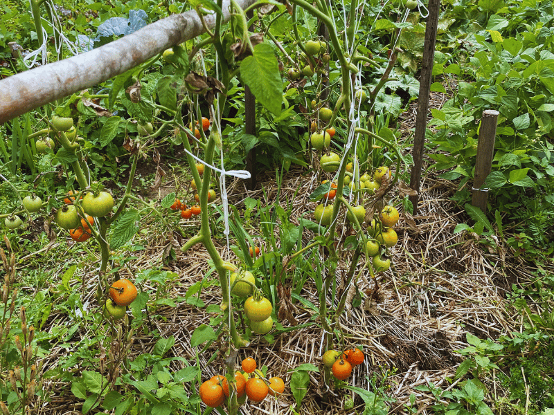 Tomato Plant (Solanum lycopersicum)