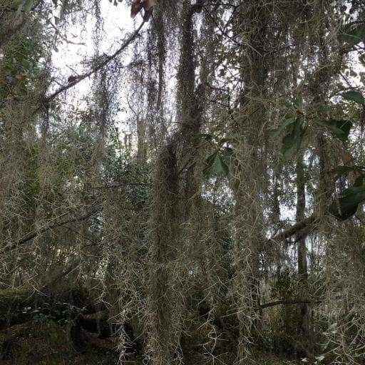 Spanish Moss (Tillandsia usneoides)