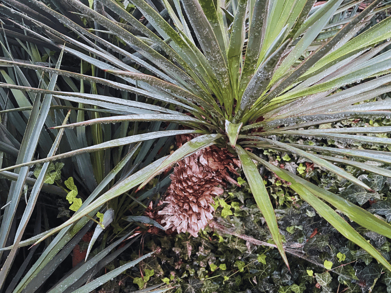 Spanish Bayonet (Yucca aloifolia)