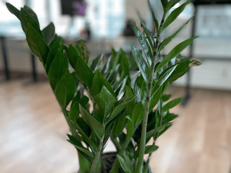 Zz Plant (Zamioculcas zamiifolia)