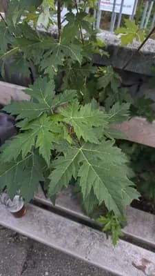 Field Maple (Acer campestre)