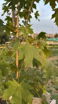 Norway Maple (Acer platanoides)
