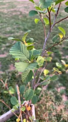 Common Alder (Alnus glutinosa)