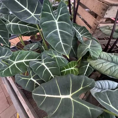 Alocasia 'Micholitziana' (Alocasia micholitziana)